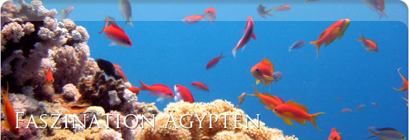 Careless Reef &Auml;gypten