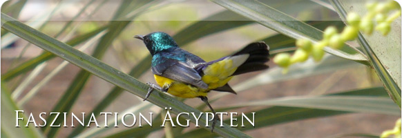Flora & Fauna &Auml;gypten
