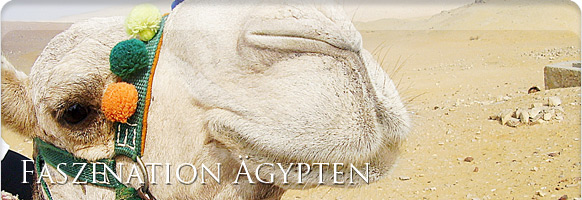 Kameltouren Ägypten Kameltouren Ägypten