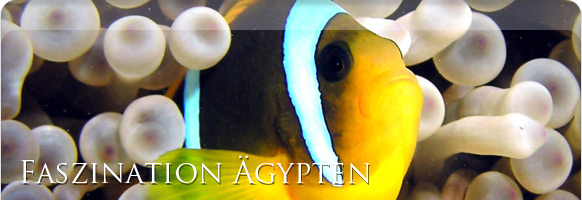 Unterwasserwelt Safaga &Auml;gypten