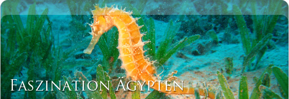 Thistlegorm Ägypten Thistlegorm Ägypten