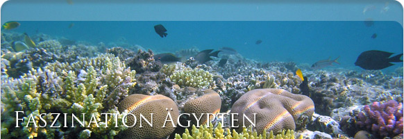 Unterwasserwelt Ägypten Unterwasserwelt Ägypten