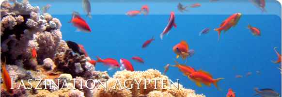 Careless Reef &Auml;gypten