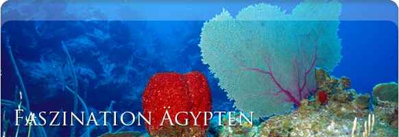 Unterwasserwelt Hurghada Ägypten Unterwasserwelt Hurghada Ägypten